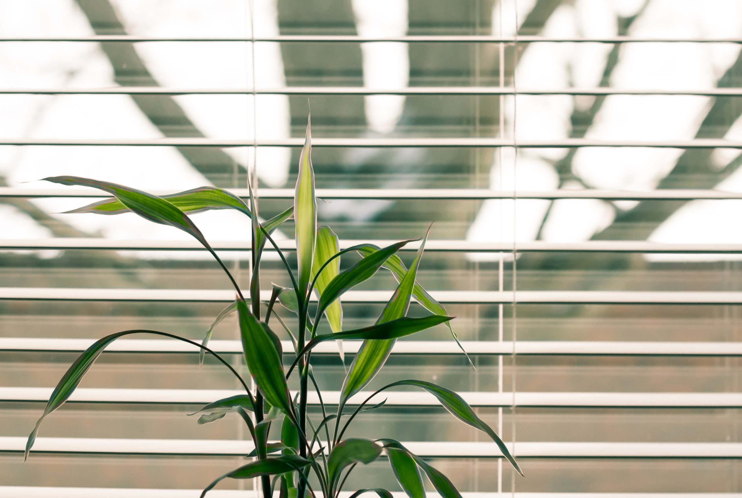 White Wood Close-up with green plant and blurred background